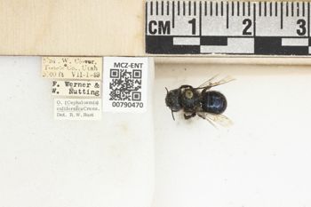 Media type: image;   Entomology 790470 Aspect: Labels